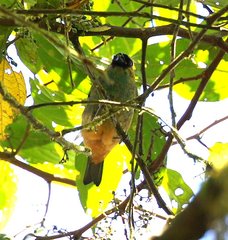 Tangara labradorides