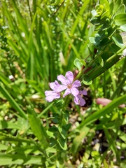 Lythrum alatum alatum