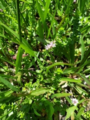 Lythrum alatum alatum