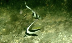 Heniochus diphreutes