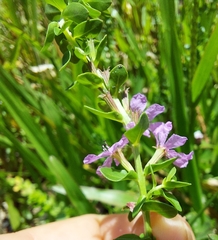 Lythrum alatum alatum