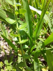 Lythrum alatum alatum