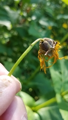 Haplorhynchites aeneus