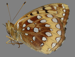 Speyeria cybele pseudocarpenteri