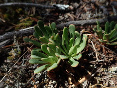 Lewisia columbiana