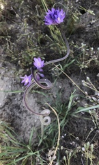 Dipterostemon capitatus