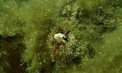 Aspidontus dussumieri