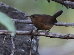 Troglodytes aedon rufescens