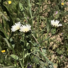 Rafinesquia californica