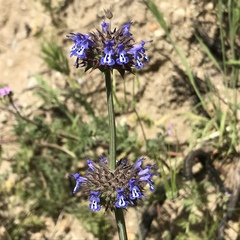 Salvia columbariae
