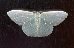 Prasinocyma iosticta