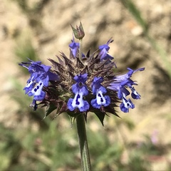Salvia columbariae