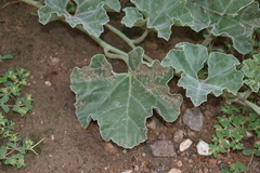 Apodanthera undulata