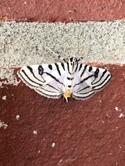 Conchylodes ovulalis
