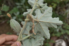Apodanthera undulata