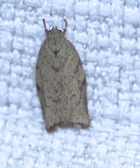 Euchaetis inceptella