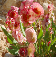 Rumex cyprius