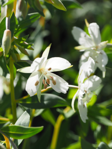 Chamerion latifolium iNat (3)