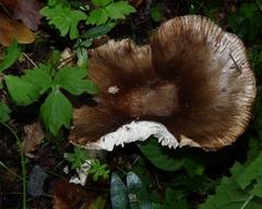 Russula insignis