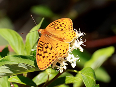 Speyeria coronis semiramis