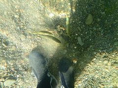 Ptychocheilus grandis