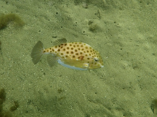 Smooth boxfish (Anoplocapros inermis) — Aracanidae