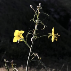 Eulobus californicus