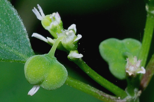Euphorbia graminea