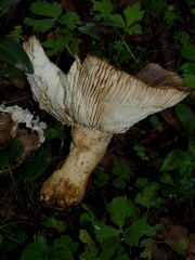 Russula insignis