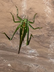 Tettigonia viridissima