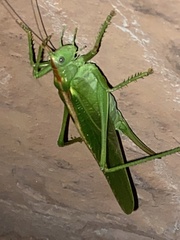 Tettigonia viridissima