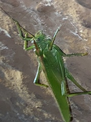 Tettigonia viridissima
