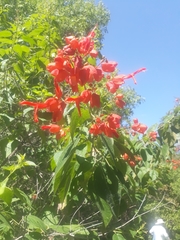 Salvia sessei