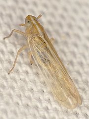 Stenocranus dorsalis