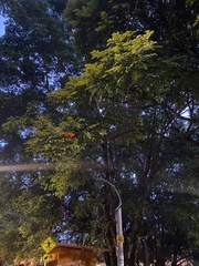 Spathodea campanulata