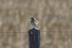 Geositta cunicularia