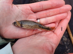 Etheostoma punctulatum