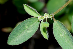 Euphorbia macropus
