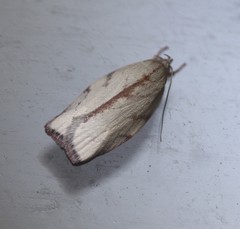 Euchaetis inceptella
