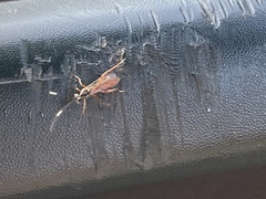 Ischnus inquisitorius