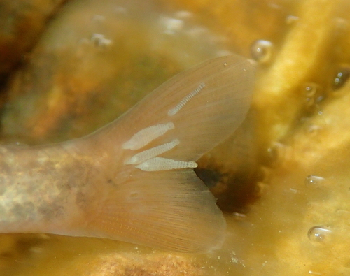 Piscicolidae