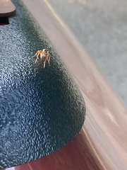 Ischnus inquisitorius