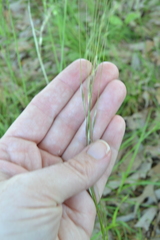 Piptochaetium avenaceum