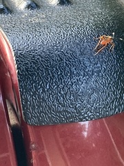 Ischnus inquisitorius