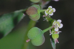 Euphorbia macropus