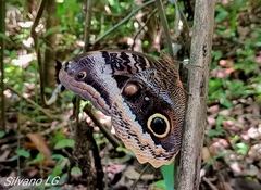 Caligo uranus
