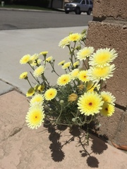 Malacothrix glabrata