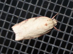 Euchaetis inceptella