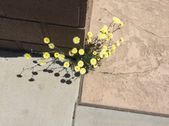 Malacothrix glabrata