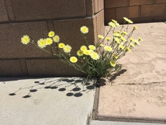 Malacothrix glabrata